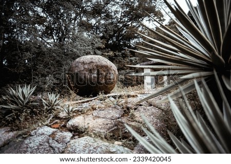 Huge and heavy round stone symbolizing unsteady balance, overgrown with moss, laying on the ground in a tropical setting of a rainforest park or a botanical garden; group of succulents in a foreground
