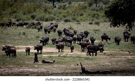 a huge herd of African buffalo approaching - Shutterstock ID 2228865341