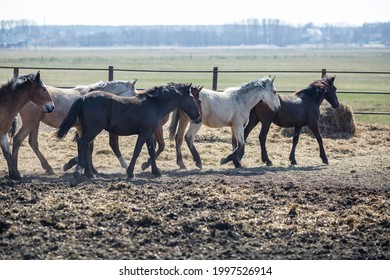 13,176 Huge Herd Images, Stock Photos & Vectors | Shutterstock