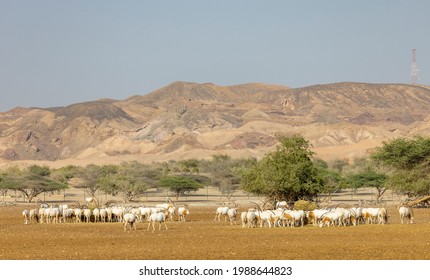 Huge Herd Of Scimitar-Horned Oryx (Sahara Oryx) At A Wildlife Conservation Park In Abu Dhabi, United Arab Emirates