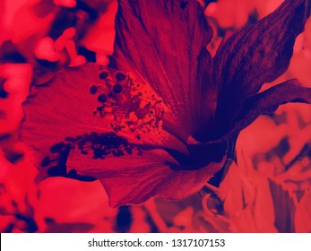 Huge Hibiscus Flower Duotone In Vibrant Bold Gradient Holographic Colors. Concept Art. Minimal Surrealism