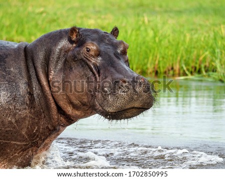 Huge hippopotamus looking straight into the camera from the water's edge in Botswana. 
