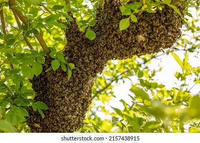 Huge Honey Bee Drone Swarm Flew Out And Stuck Around The Tree Branches, View From Below Against The Sun