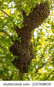 Huge Honey Bee Drone Swarm Flew Out And Stuck Around The Tree Branches, View From Below Against The Sun