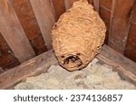 huge hornets nest Vespa crabro, with a population of about 1000 animals.A huge hornet