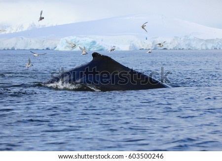Huge humpback whale, in the Antarctic waters, Antarctic Peninsula
