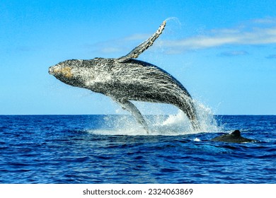 Una enorme ballena jorobada que emerge de las aguas profundas del Cabo San Lucas en Baja California Sur, México, luego de salir a respirar y saltar sobre la superficie del Océano Pacífico. Concepto animal marino