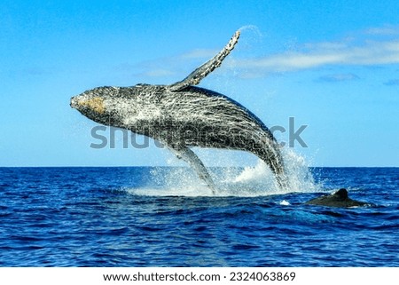 Huge humpback whale emerging from the deep sea waters of Cabo San Lucas in Baja California Sur, Mexico after surfacing to breathe and jumping on the surface of the Pacific Ocean. Marine animal concept
