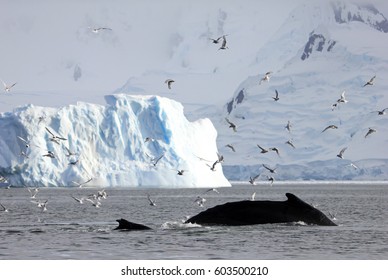 Huge humpback whale, showing on the dive, Antarctic Peninsula