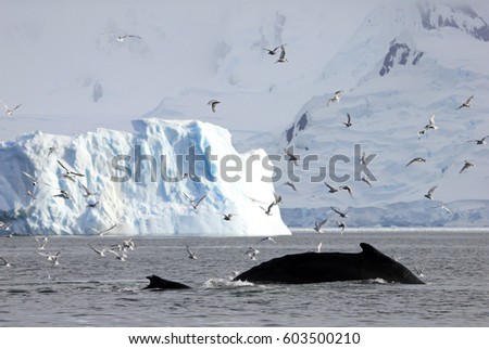 Huge humpback whale, showing on the dive, Antarctic Peninsula