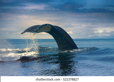Huge Hump-backed whale (Megaptera novaeangliae) tail in really quiet Pacific ocean. Almost vertical position of tail means that whale dived to great depths