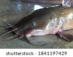 Huge hybrid magur clarias fish close up monster river catfish