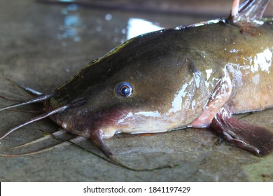 Huge hybrid magur clarias fish close up monster river catfish