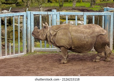 Huge Indian Rhino Standing By A Fence Waiting For Food Delivery In A Zoo Enclosure. Wild Animal Preservation For Future Generation Concept. Stunning Animal On Brown Mud. Side View