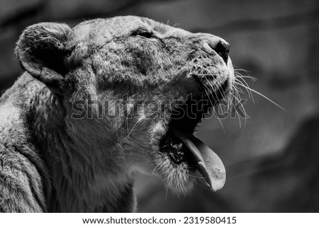 huge isolated lioness yawning with tongue out
