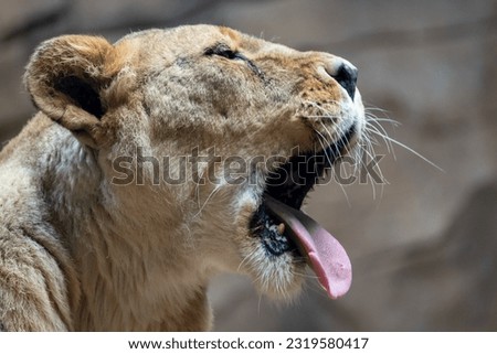 huge isolated lioness yawning with tongue out