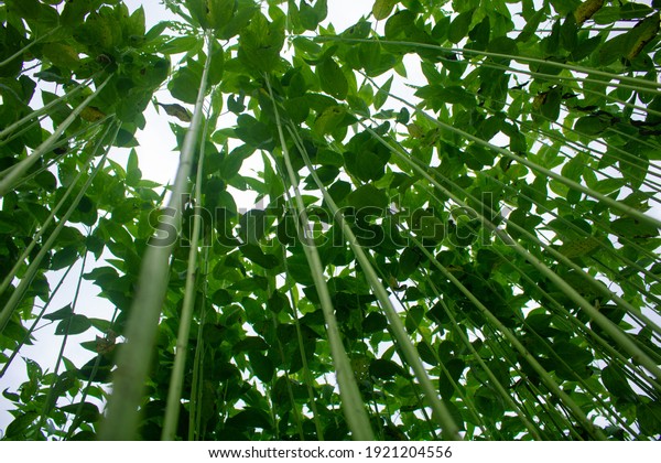 Huge Jute Fields Rows Jute Trying Stock Photo Shutterstock