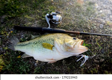 Huge Large Mouth Bass On The Ground.