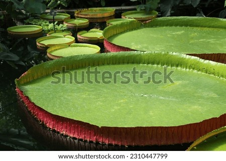 Huge leaves of the plant Victoria boliviana are on the surface of the water in the greenhouse.