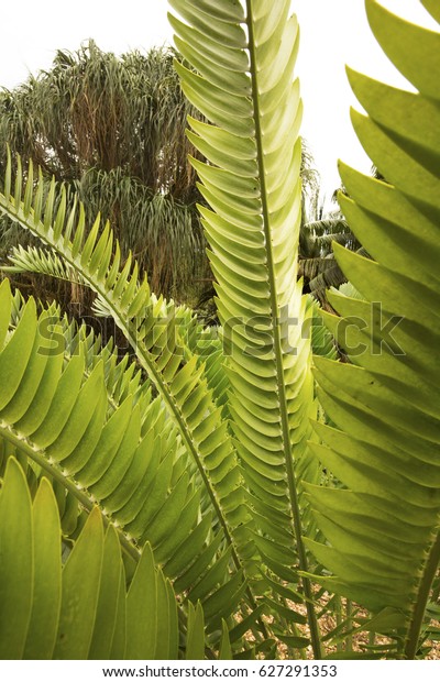 Huge, linear, pinnate leaves of a cycad,\
Encephalartos, in south\
Florida.