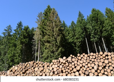 Huge Log Pile (trunk Of Conifers, Produced By From Sustainable Forests Management) - Forest In Background