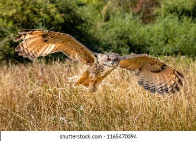 Huge Majestic Eagle Owl Flying Low Stock Photo 1165470394 | Shutterstock