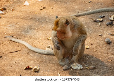 Huge male monkey looking for food. Hungry male monkey in Thailand. - Shutterstock ID 1673794048