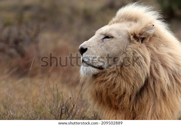 A huge male white lion lying down in this portrait. South Africa.