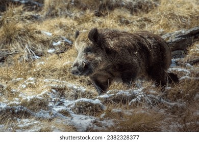 Huge male wild boar - Sus scrofa - running in an alpine snowy grassland on a winter day in the Alps Mountains, Italy. 