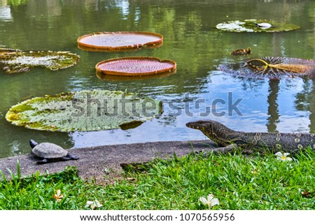 Huge monitor lizard is hunting on turtle near Victoria Amazonica Giant Water Lilies