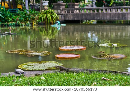 Huge monitor lizard is hunting on turtle near Victoria Amazonica Giant Water Lilies