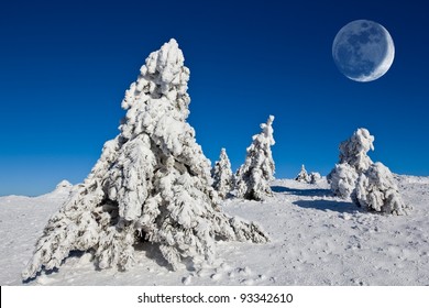 Huge Moon Above Winter Pine Tree Stock Photo 93342610 | Shutterstock