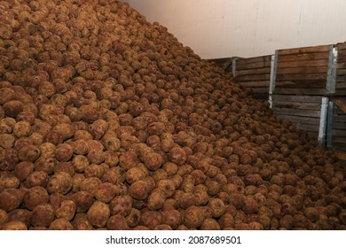 A Huge Mountain Of Sugar Beet In The Vegetable Storage