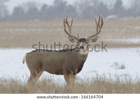 Huge Mule Deer Buck in Snow