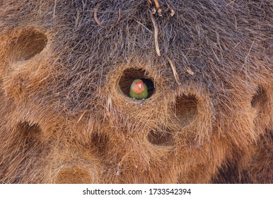 Huge nest of the sociable weaver is a species of bird in the Weaver family endemic to Southern Africa. Namibia - Shutterstock ID 1733542394