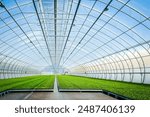 A huge, new industrial modern greenhouse where various plants, green and tree seedlings are grown. High quality photo