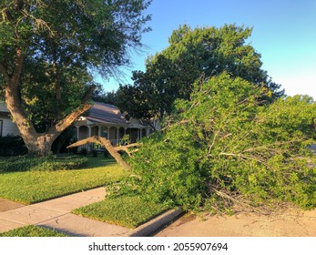 Huge Oak Tree With Broken Branches By Wind Damage On Side Walk Of Residential Neighborhood In Suburbs Dallas, Texas, America. Wind Damaged, Insurance Claim