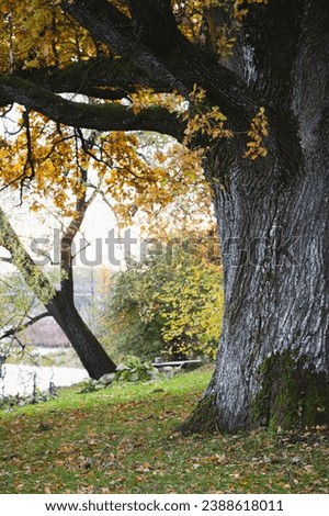 huge oak tree trunk with yellow autumn leaves on river bank