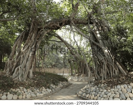 A huge, old Banyan trees with massive aerial roots descending into the ground, creating a mystical , arched tunnel-like effect.