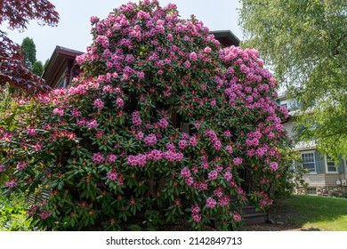 A huge old bush with pink azalea (rhododendron) flowers closes a house in May in Massachusetts, USA.