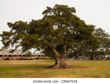 A Huge Old Live Oak Tree In A Public Park In Georgia