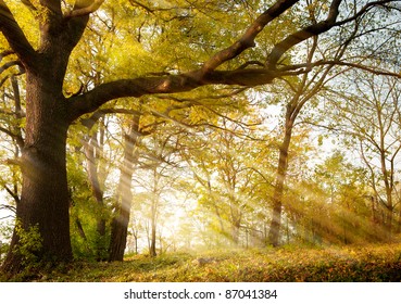 A Huge Old Oak Tree In Autumn Park Lighted Sun Sunrise