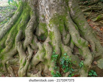A huge old tree with intertwining roots. Powerful root system. Root pattern. Part of a tree. In the botanical garden