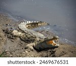 A huge open-jawed crocodile basks by the Mara River in the Masai Mara National Reserve, Masai Mara, Kenya, Africa