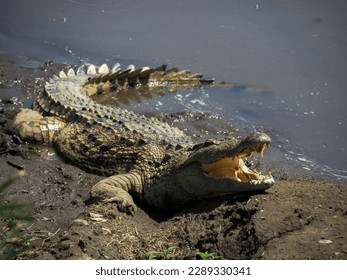 A huge open-jawed crocodile basks by the Mara River in the Masai Mara National Reserve, Masai Mara, Kenya, Africa