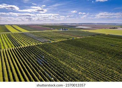 Huge orchard with apple trees and plum trees in rural area