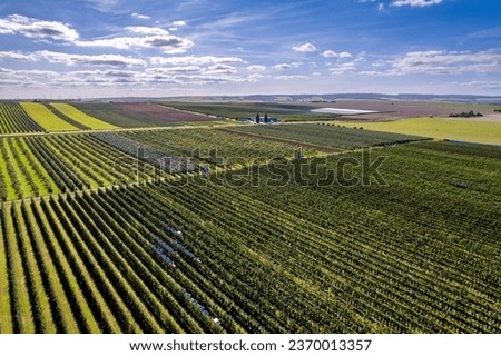 Huge orchard with apple trees and plum trees in rural area
