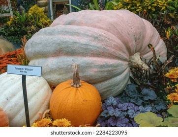 Huge pale colored pumpkin with smaller white and orange pumpkins and flowers on display at the Conservatory at the Bellagio Hotel and Casino in Las Vegas, Nevada USA.
