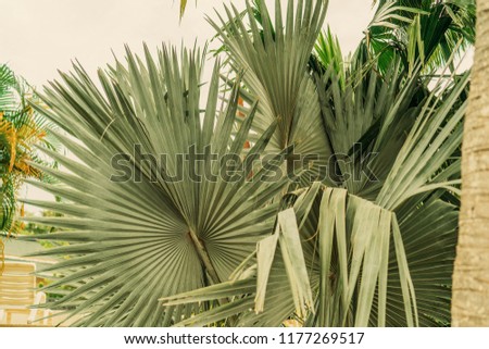 Huge palm leaves background wallpaper.