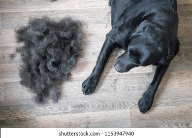 Huge Pile of Fur Brushed off Black Labrador